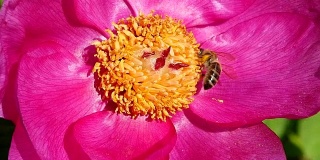蜜蜂从花中采集花蜜。宏