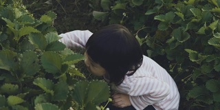 在花园里玩和摘草莓。