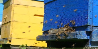 在一个阳光明媚的日子里，蜂房附近的蜂房里的蜜蜂
