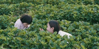 亚洲小女孩吃新鲜采摘的草莓