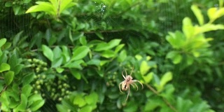 少年猎人蜘蛛在织网