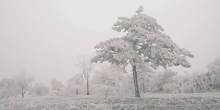 孤独的山松在白雪覆盖的山坡上