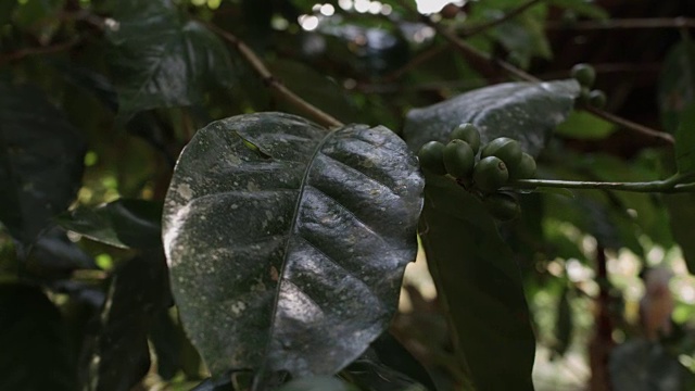 在印度尼西亚巴厘岛的一个种植园里烘焙咖啡