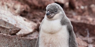 南极洲的帽带企鹅幼崽