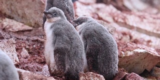 南极洲的帽带企鹅