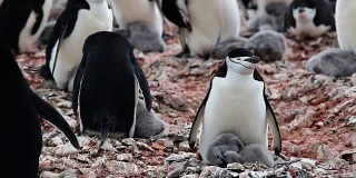 南极洲的帽带企鹅群落