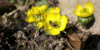 蜜蜂在冬附子(Eranthis hyemalis)花上。