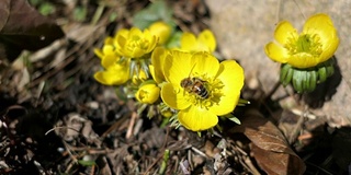 蜜蜂在冬附子(Eranthis hyemalis)花上。