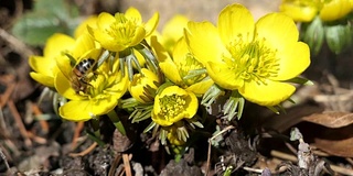 蜜蜂在冬附子(Eranthis hyemalis)花上。