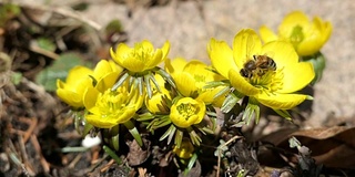 蜜蜂在冬附子(Eranthis hyemalis)花上。