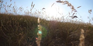 温暖的夏日阳光照耀着野生的草地。近距离的草地花在日落的光。色彩斑斓的自然背景。明亮的太阳照亮了干燥的草。慢动作低角度视图