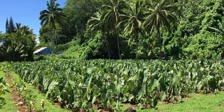 拉罗汤加库克群岛种植芋头