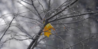 秋天的景象与孤独的黄叶在树下的雪