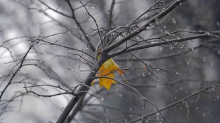 秋天的景象与孤独的黄叶在树下的雪视频素材模板下载