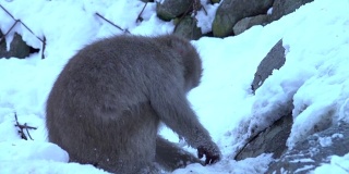 4k:日本猴子在雪地里吃东西