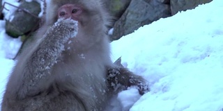 4k:日本猴子在雪地里吃东西