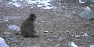 4k:日本猴子在雪地里吃东西