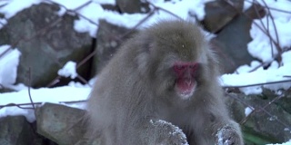 4k:日本猴子在雪地里吃东西