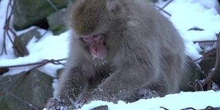 4k:日本猴子在雪地里吃东西