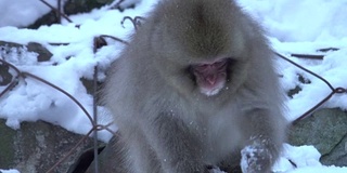 4k:日本猴子在雪地里吃东西