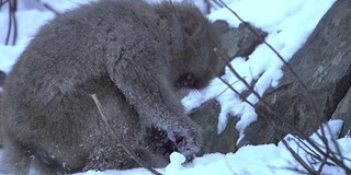 4k:日本猴子在雪地里吃东西