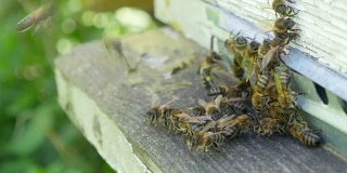 在一个阳光明媚的日子里，蜂房附近的蜂房里的蜜蜂