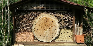 春天，野蜜蜂在昆虫旅馆前飞舞。男性壁蜂采bicornis。
