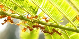 Ants  climbing on tree with sunlight
