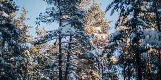 冬天的雪林里有红色的阳光照在树上