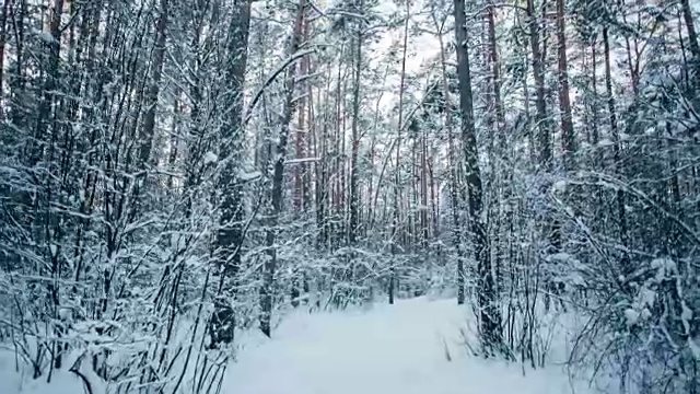 冬天的雪林里有红色的阳光照在树上