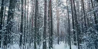 冬天的雪林里有红色的阳光照在树上