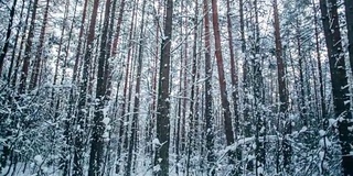 冬天的雪林里有红色的阳光照在树上