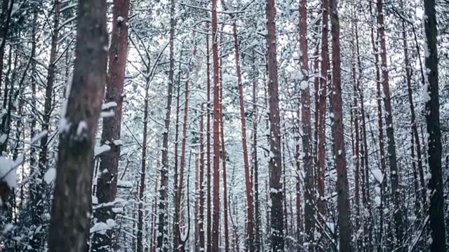 冬天的雪林里有红色的阳光照在树上