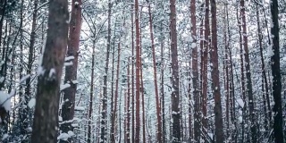 冬天的雪林里有红色的阳光照在树上