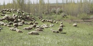 绵羊在草地上吃草