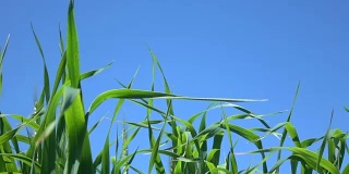 蓝天上小麦头的慢动作高清视频