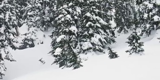 男子滑雪板通过树，雪转弯下坡，在飞机坠毁，降落花球，冬季极限运动喷深粉末