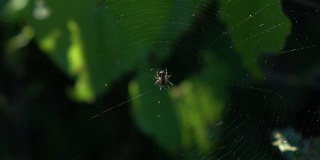 蜘蛛网上的蜘蛛宏视频