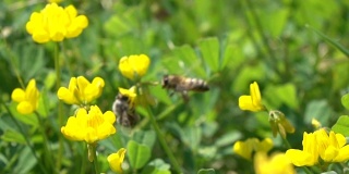 蜜蜂采摘野花