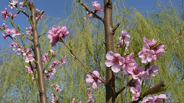 油桃花树，在春天盛开