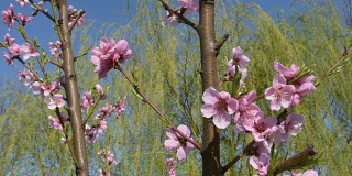 油桃花树，在春天盛开