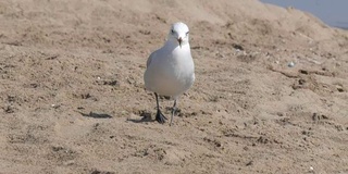 海鸥伴着海浪走在海边的沙滩上