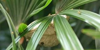 黄蜂在树叶下筑巢