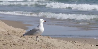 美丽的白色海鸥漫步在清澈湛蓝的沙滩上