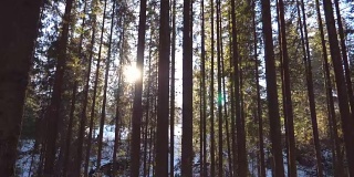 摄影小车拍摄清晨穿过树林的阳光。温暖的阳光在冬天照射植物。美丽的山松林，阳光灿烂。自然背景。慢镜头