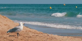 美丽的白色海鸥漫步在清澈湛蓝的沙滩上