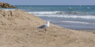 一只美丽的白色海鸥漫步在清澈湛蓝的沙滩上