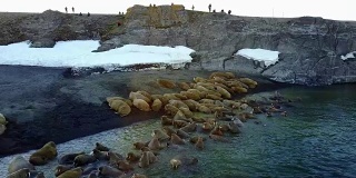 在北冰洋海岸海象和人类的摄食基地鸟瞰图。