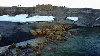 在北冰洋海岸海象和人类的摄食基地鸟瞰图。视频素材模板下载