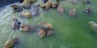 新地球韦加奇岛北冰洋海岸上的海象。